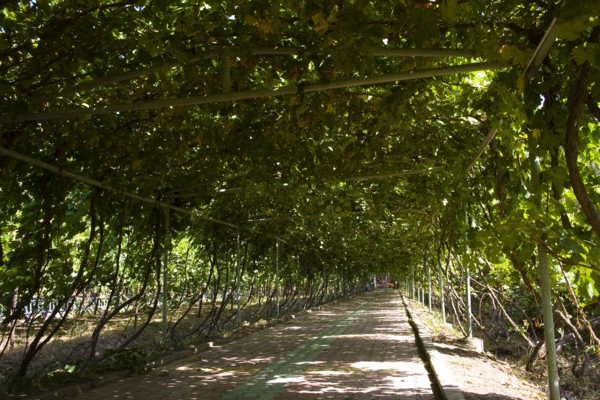 Xinjiang's Turpan Grape