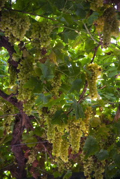 Xinjiang's Turpan Grape
