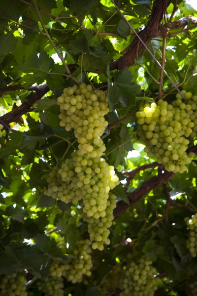 Xinjiang's Turpan Grape