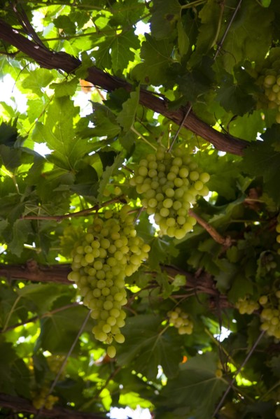 Xinjiang's Turpan Grape