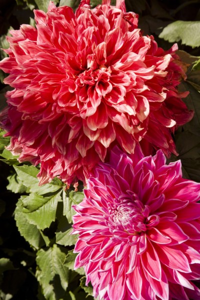 Beijing,Zhongshan Park,Chrysanthemum,
