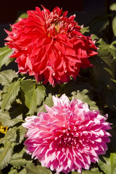 Beijing,Zhongshan Park,Chrysanthemum,