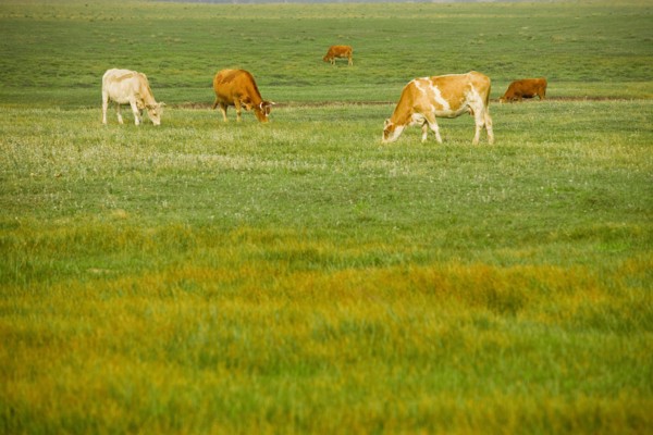 Bashang grassland in Inner Mongolia