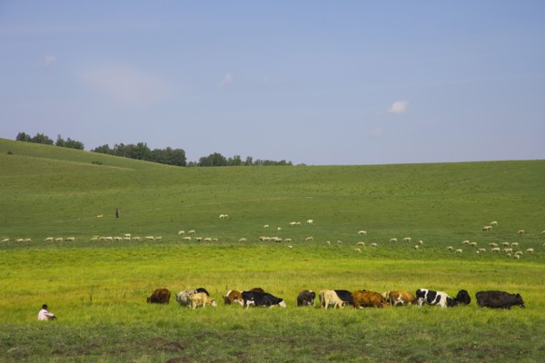Bashang grassland in Inner Mongolia
