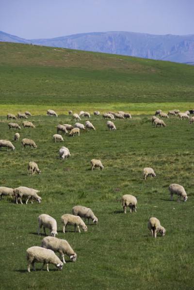 Bashang grassland in Inner Mongolia
