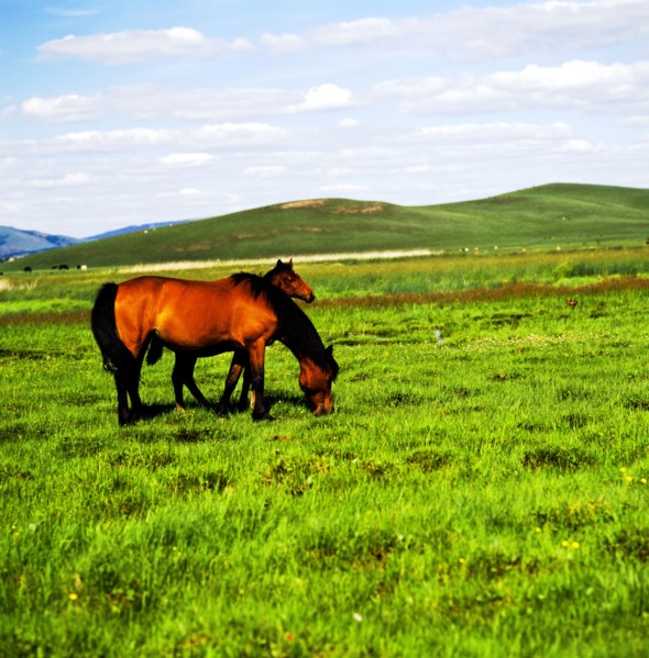 Horse