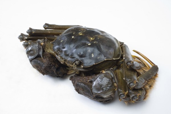 Crab