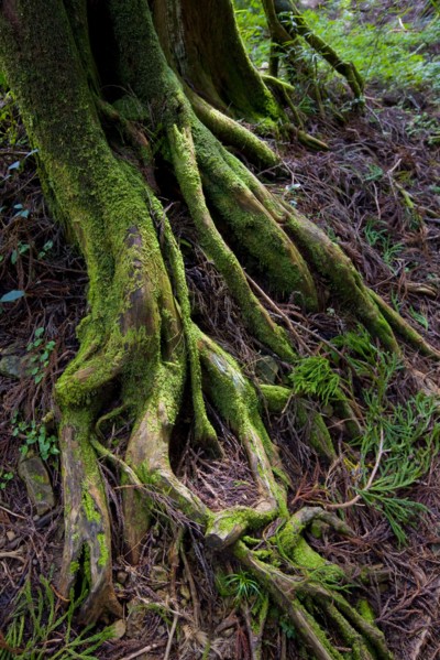 Taiwan, Ali, Botanical Garden,