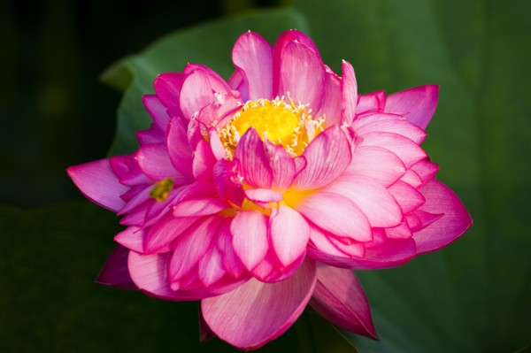 Lotus