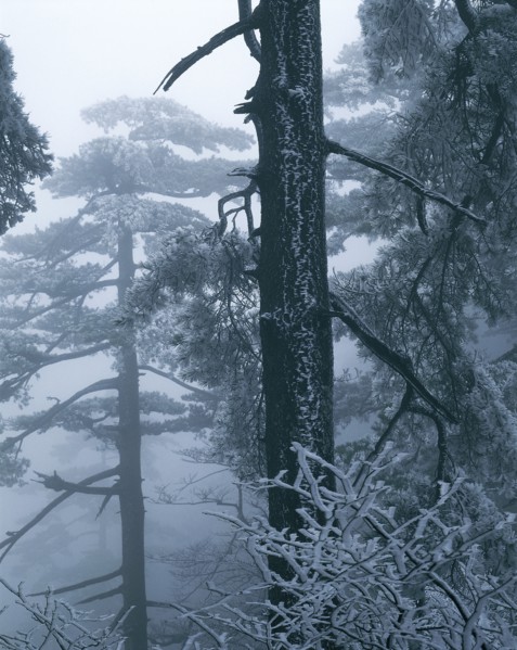 Pine Tree, Anhui