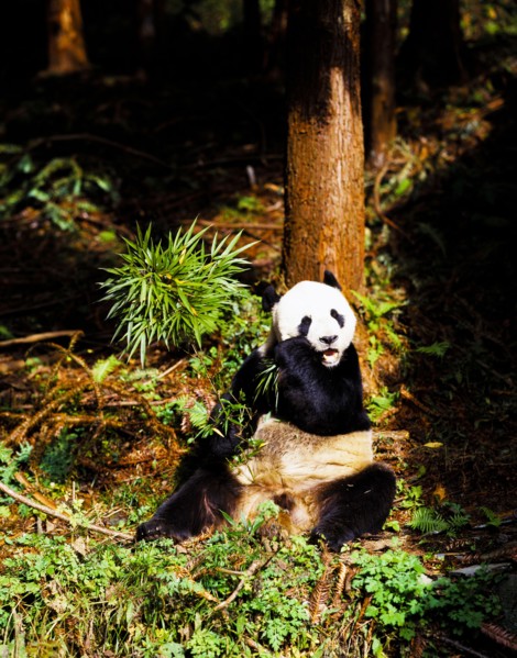 Panda
