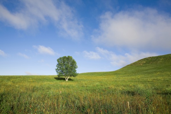 Bashang grassland in Inner Mongolia