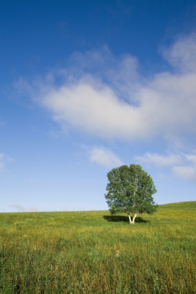 Bashang grassland in Inner Mongolia