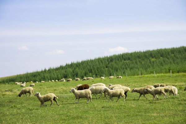 Bashang grassland in Inner Mongolia