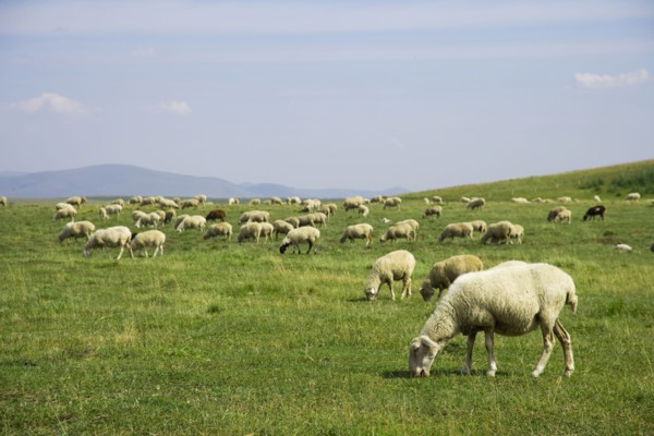 Bashang grassland in Inner Mongolia