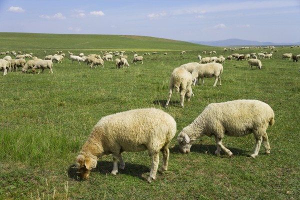 Bashang grassland in Inner Mongolia