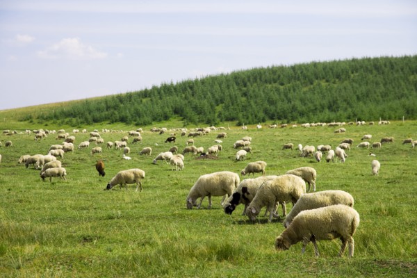 Bashang grassland in Inner Mongolia