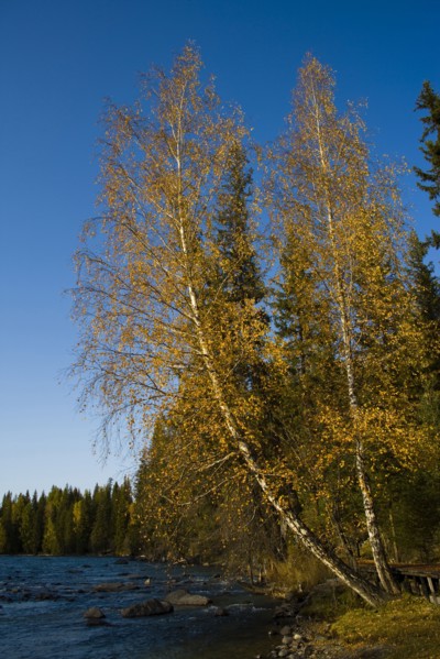 Altay Xinjiang, Kanas,