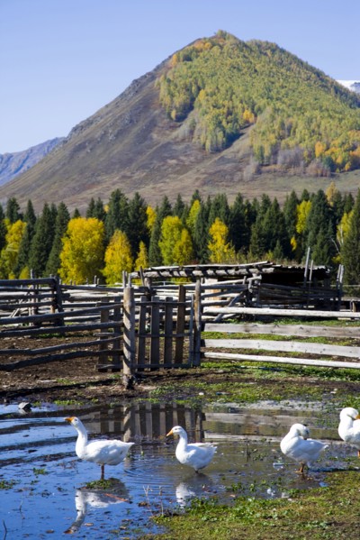 Xinjiang Province, Aletai,