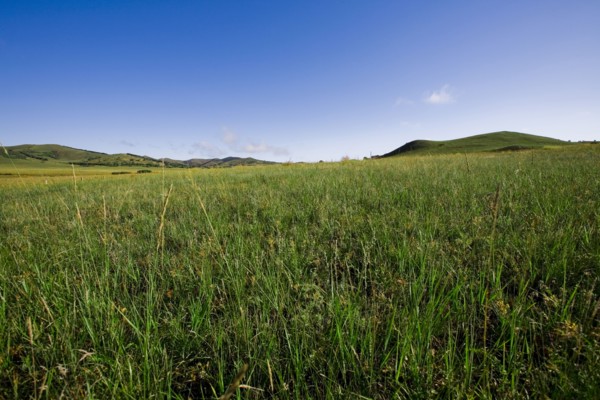 Bashang grassland in Inner Mongolia