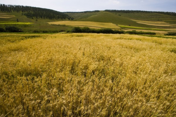 Bashang grassland in Inner Mongolia