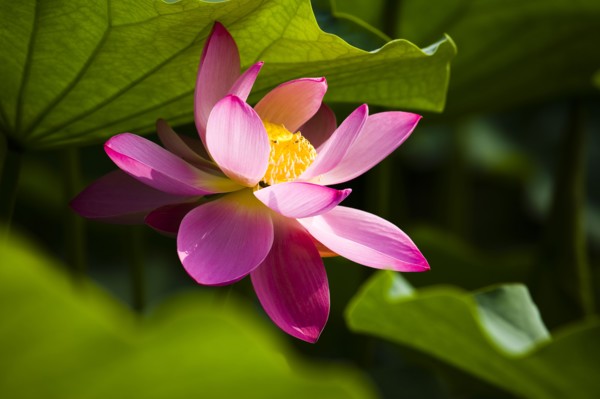 Lotus