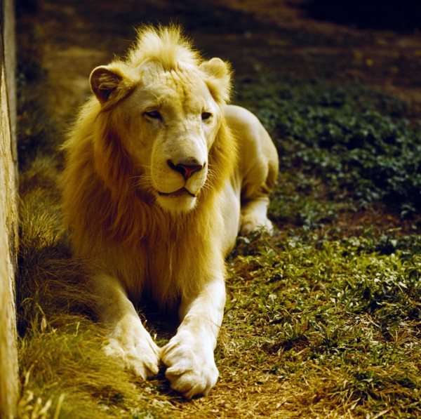 Lion