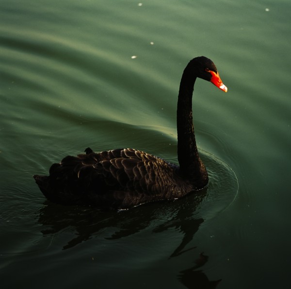 Black Swan