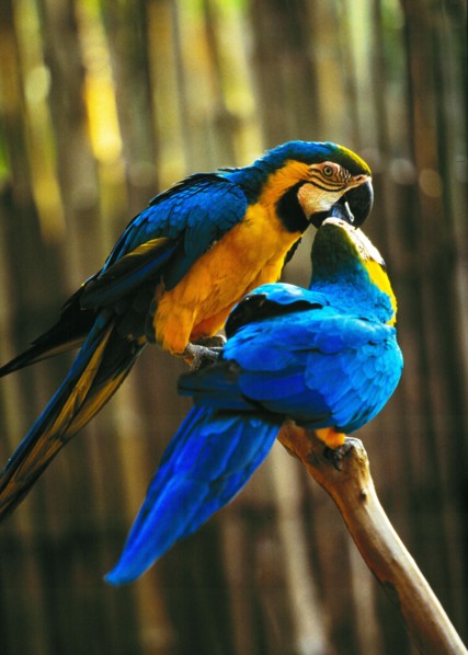 Parrot