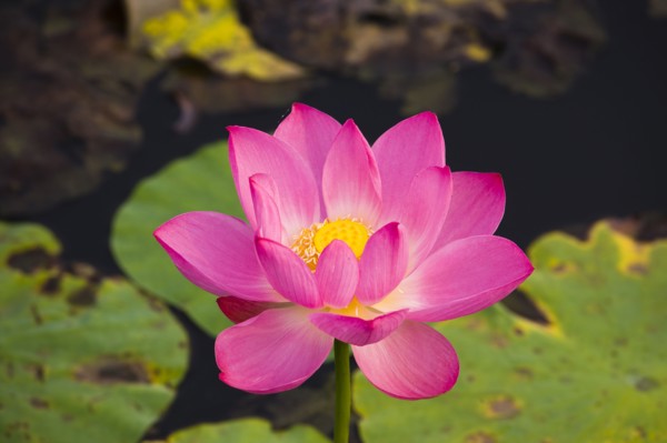 Lotus