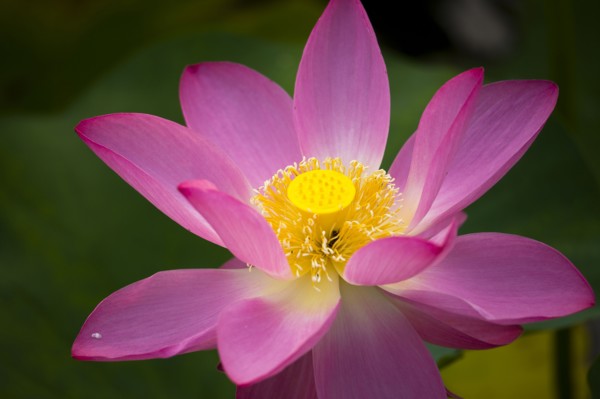 Lotus