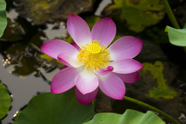 Lotus