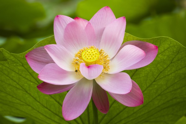 Lotus