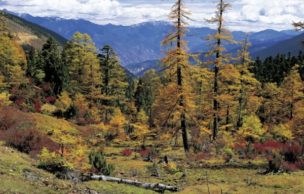 Yunnan
