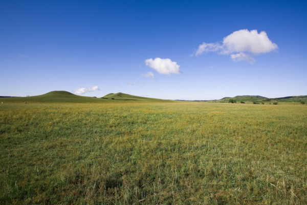 Bashang grassland in Inner Mongolia