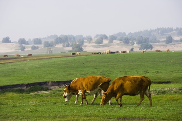 Bashang grassland in Inner Mongolia