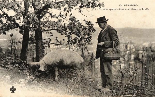 TRUFFLES OF PERIGORD