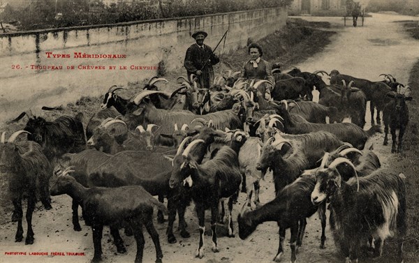ANIMAUX-CHEVRES