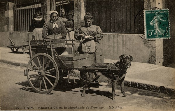 ANIMALS - DOGS