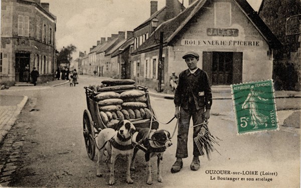 ANIMAUX - CHIENS