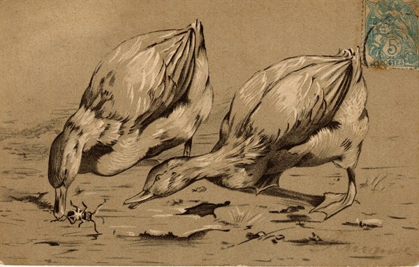 ANIMAUX-CANARDS