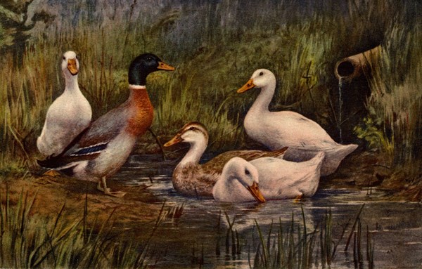 ANIMALS - DUCKS