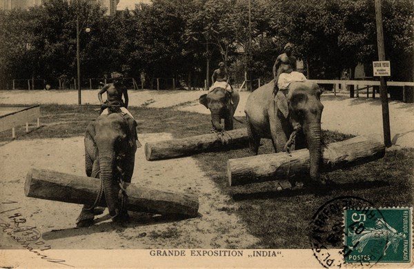 ANIMALS-ELEPHANTS