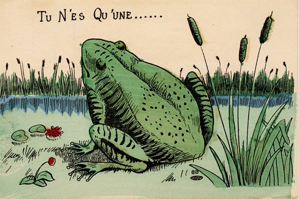 ANIMALS-FROGS