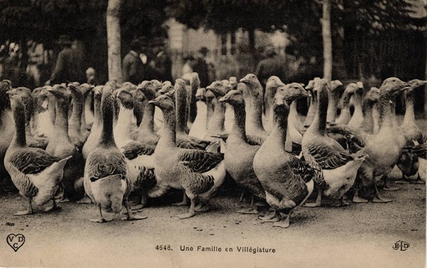 Flock of birds