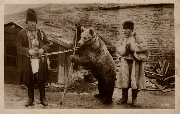 ANIMALS-BEARS