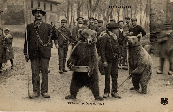 ANIMALS-BEARS