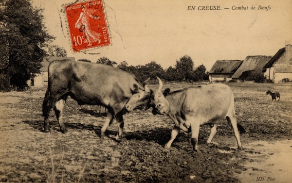 ANIMALS - COWS