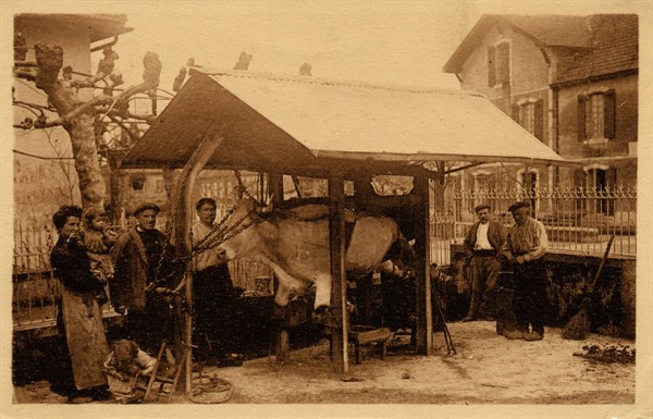 FARRIER