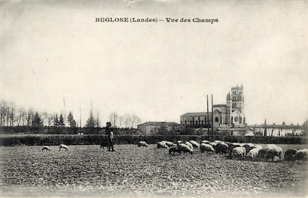 BUGLOSE